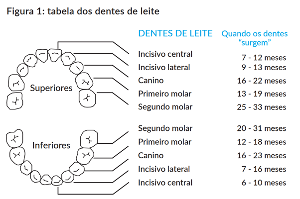 Dentição do Bebê